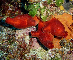 sea squirts