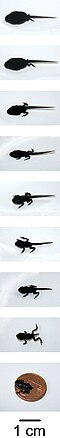 Metamorphosis of Bufo bufo