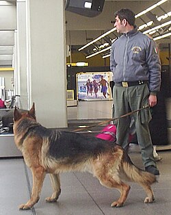 Italian Guardia di Finanza K9 unit at Malpensa airport.