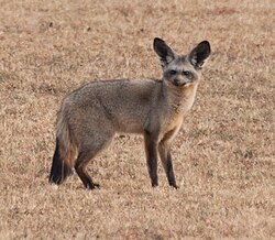 Bat-eared fox in Kenya