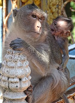 Macaques at Phnom Pros, Kampong Cham Province