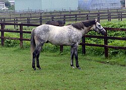 Gray horse with black mane standing in a grassy field