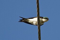 The Bahama swallow is listed as an endangered species.