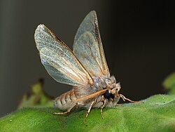 Thaumetopoea pityocampa. Notice the bristle springing from the underside of the hindwing (frenulum) and running forward to be held in a small catch of the forewing, whose function is to link the wings together.