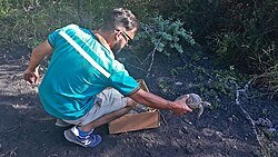 A Chaco tortoise being released into the wild in Santiago del Estero, Argentina.