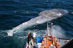 Researchers examine a dead blue whale killed by collision with a ship