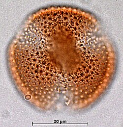 Tricolpate pollen of Caltha obtusa, polar view, showing the three characteristic slits