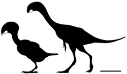 Fossil dentary specimen UCMP 143274 restored as a parrot (left) or an oviraptorosaur
