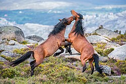 Horses fighting as part of herd dominance behaviour