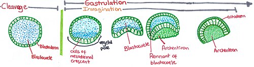 Invagination process in an amphioxus