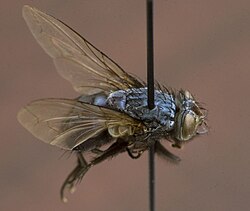 A Calliphora livida fly specimen