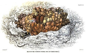 Bumblebee life-cycle showing adults and larvae in nest of B. terrestris. Engraved in 1840 by William Home Lizars after drawing probably by James Hope Stewart.[54]