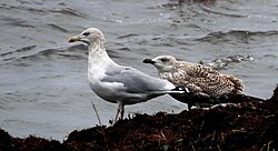 Adult in winter plumage with begging 1cy juvenile.
