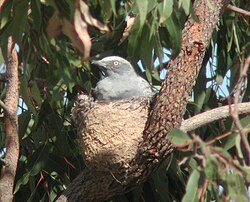 Nesting ground cuckooshrike