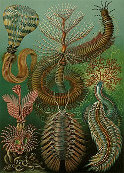 Kunstformen – plate 96: Chaetopoda