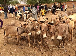 At a livestock market in Niger