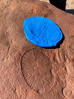 Dickinsonia observed in situ at Nilpena Ediacara National Park, with negative relief