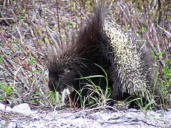 The porcupine Erethizon dorsatum combines sharp spines with warning coloration