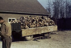 A wagon piled high with corpses outside the crematorium in the Buchenwald concentration camp liberated by the U.S. Army, 1945
