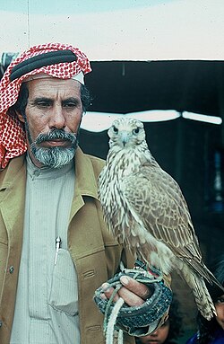 A falconer from Saudi Arabia, 1970s