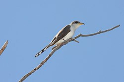 Yellow-billed cuckoo (Coccyzus americanus)