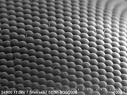 An image of a house fly compound eye surface by using scanning electron microscope