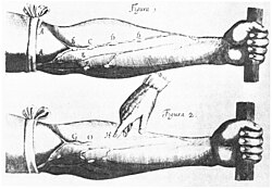 William Harvey's De Motu Cordis, 1628, showed that the blood circulated, contrary to classical thinking.