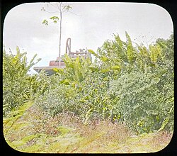 Abandoned DeLesseps equipment, Panama jungle