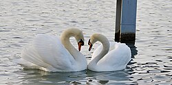 Courtship, in Switzerland