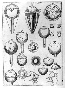 A plate from Astronomiae Pars Optica, illustrating the structure of eyes of various species