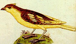 Early depiction of a yellow canary in the Thesaurus Pictuarium of Marcus zum Lamm, 1580