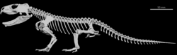 Skeleton of Priosphenodon avelasi a large herbivorous rhynchocephalian known from the mid-Cretaceous of South America