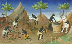 "The Mullus" harvesting pepper. Illustration from a French edition of The Travels of Marco Polo.