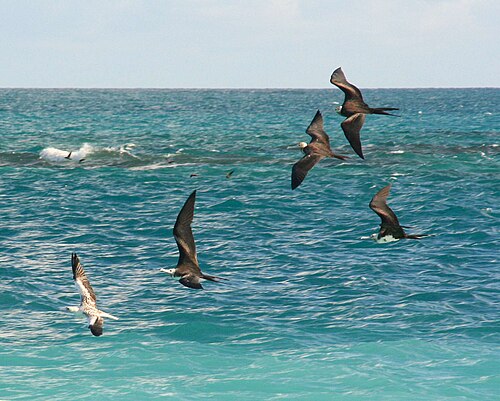 Great frigatebirds (Fregata minor) chasing a red-footed booby (Sula sula) to steal its food