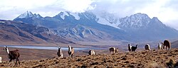 A herd of llamas in the Bolivian Andes