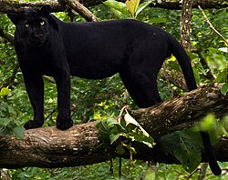 Black leopard at Nagarhole National Park