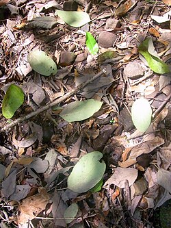 Leaf litter, mainly white beech, Gmelina leichhardtii, from Black Bulga State Conservation Area, NSW, Australia