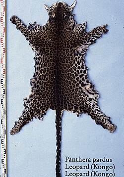 A dark-coloured leopard skin from Central Africa