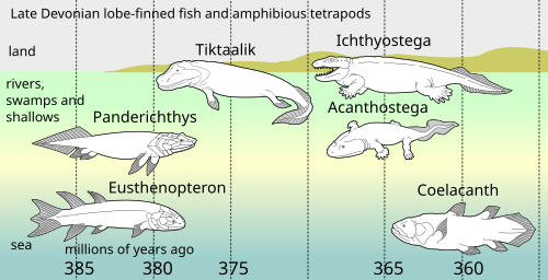 In Late Devonian vertebrate speciation, descendants of pelagic lobe-finned fish—like Eusthenopteron—exhibited a sequence of adaptations: Panderichthys, suited to muddy shallows;Tiktaalik with limb-like fins that could take it onto land;Early tetrapods in weed-filled swamps, such as: Acanthostega which had feet with eight digits,Ichthyostega with limbs. Descendants also included pelagic lobe-finned fish such as coelacanth species.