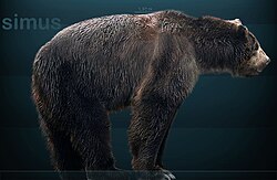 Giant short-faced bear (Arctodus simus) reconstruction