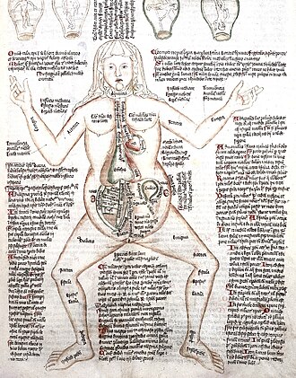Image of early rendition of anatomy findings