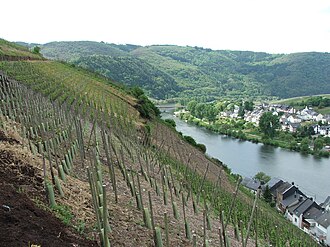 In the Mosel region, such as here close to the village of Zell, vines are often trained on individual wooden stakes, Einzelpfahlerziehung.