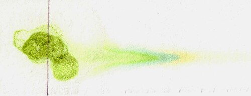 Paper chromatography of some spinach leaf extract shows the various pigments present in their chloroplasts: yellowish xanthophylls, greenish chlorophylls a and b.