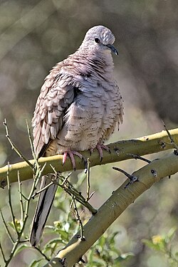 Inca dove
