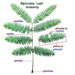 Bipinnate leaf anatomy with labels showing alternative usages