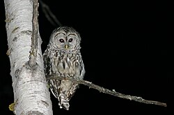 Owls are well known for being nocturnal, but some owls are active during the day.