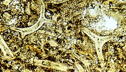 Light-microscope image of tuff as seen in thin section (long dimension is several mm): the curved shapes of altered glass shards (ash fragments) are well preserved, although the glass is partly altered. The shapes were formed around bubbles of expanding, water-rich gas.