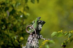 An image of a European green lizard