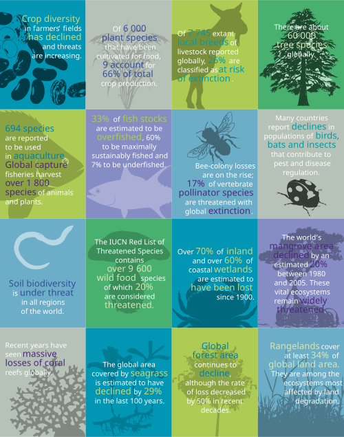 An infographic describing the relationship between biodiversity and food.