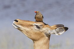 Buphagus erythrorhynchus on an impala
